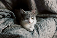 ROSIE-SAYV-ANIMAL-ORGANIZATION-BY-MEGAN-SAUL (2 of 8).jpg