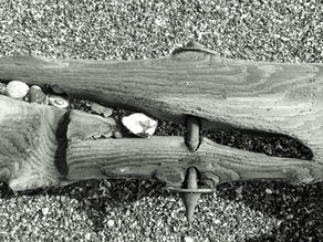 beach timber