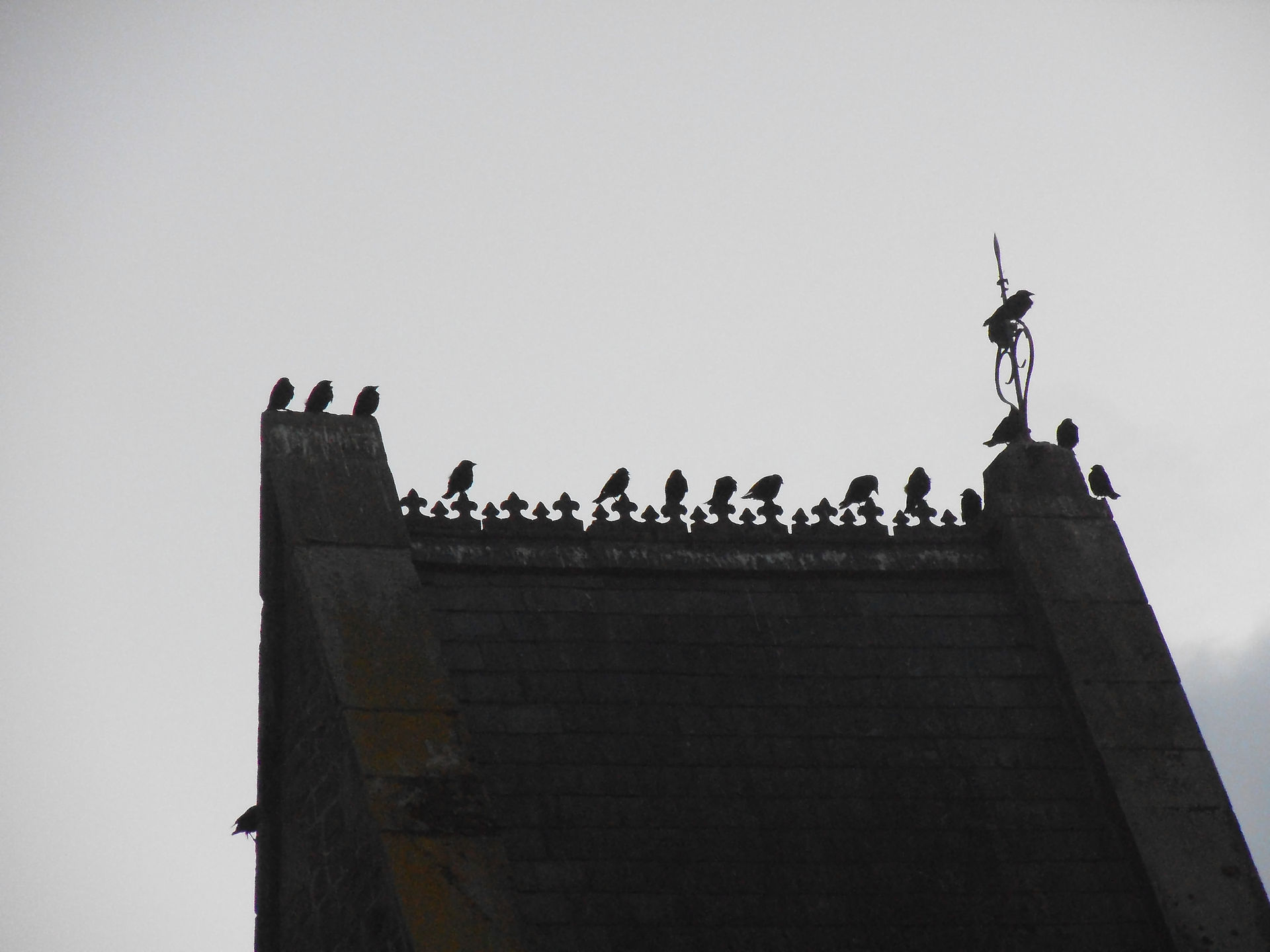 Jackdaws in Machynlleth