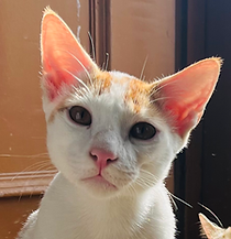 Zorro_Bubbles_Salem