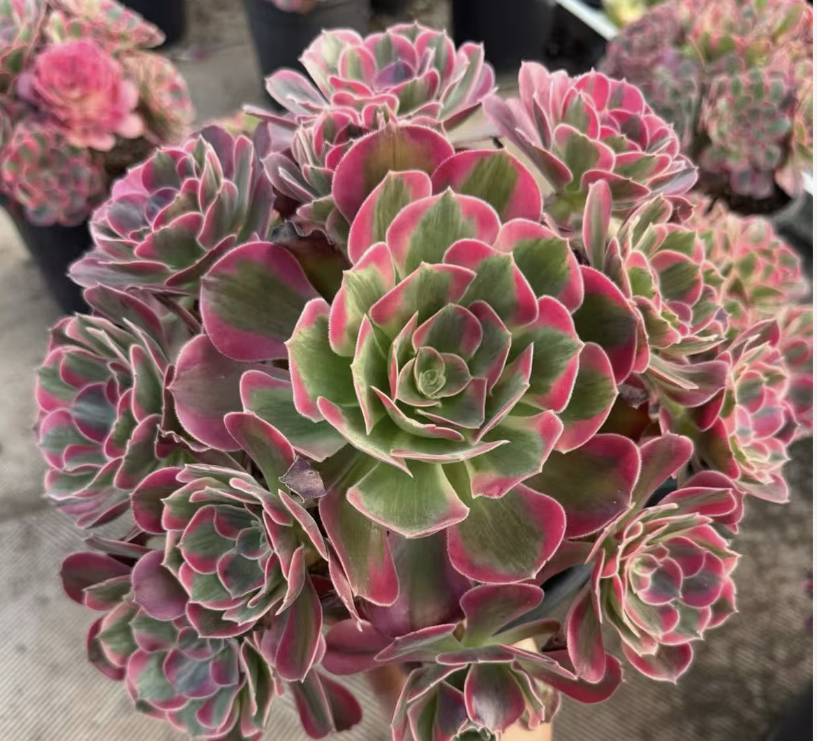 Aeonium ‘Pink Witch’