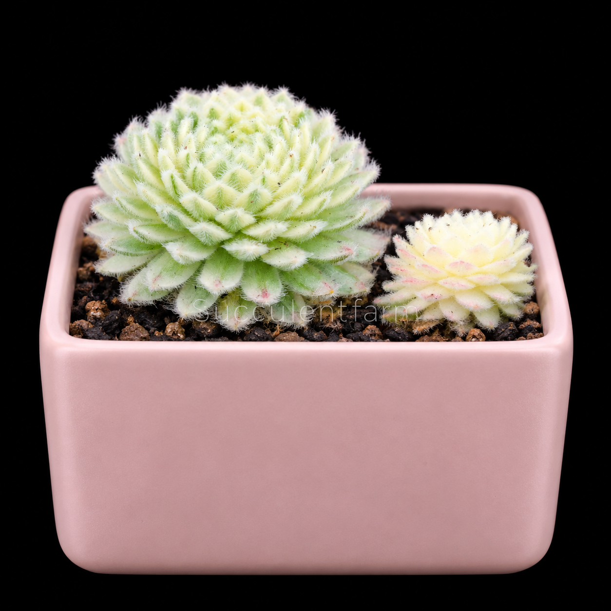Variegated Fuzzy Rosette - 3"
