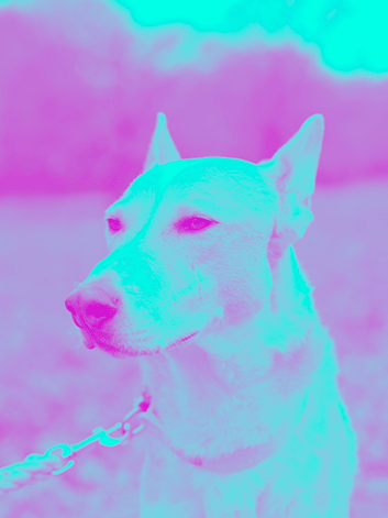 zoetis-header.gif