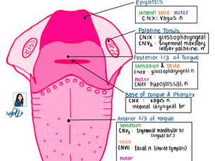Dental Anaesthesia