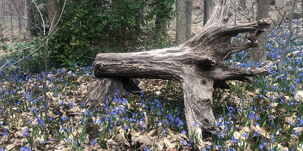 Meditation In The Garden (Virtual)