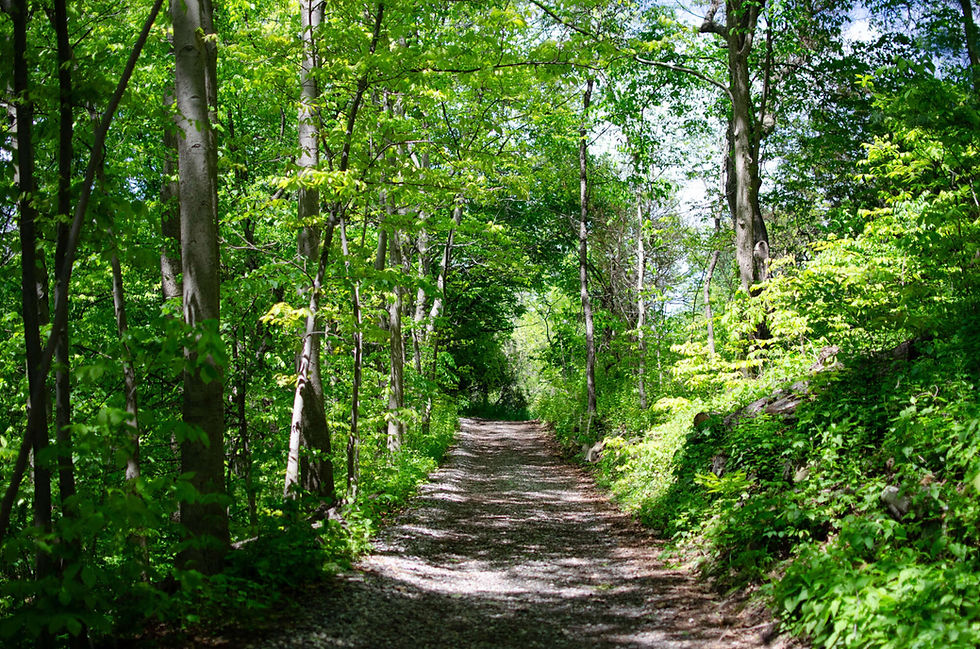 Forest Bathing: Spring Equinox