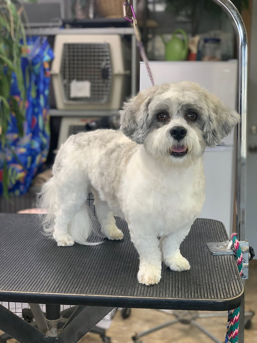 A small grey and white dog on a groomer's table in Roanoke, Virginia