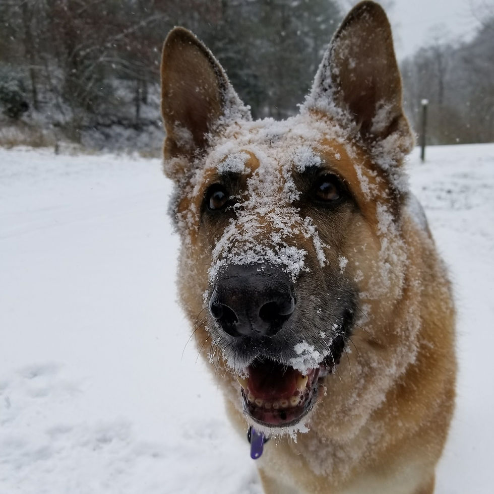 A dog in the snow