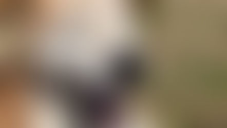 啓蟄　イノシシも…