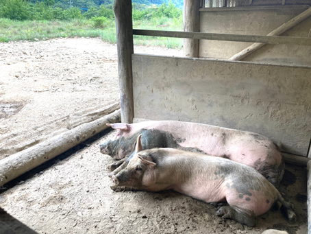 やっぱり自給知足(7月の短信より)
