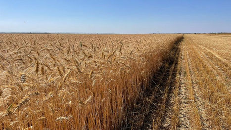 FecoAgro/RS alerta para forte redução da área de trigo e defende medidas de apoio à produção