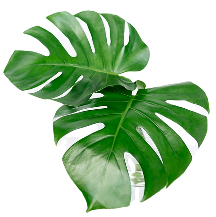 green leaves on white background_edited.