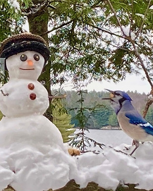 Blue Jay Snowman T Hatton.jpg
