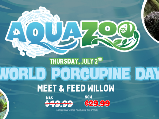 Celebrate World Porcupine Day with Penny, Ash & Willow at Hill City AquaZoo