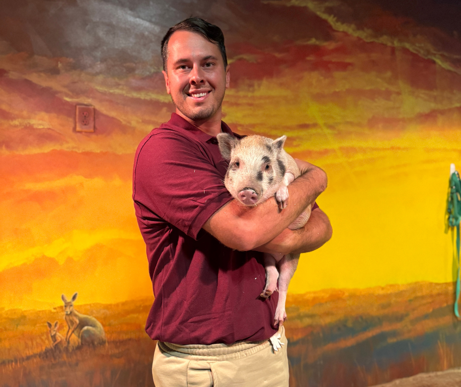 Senior Mammal Keeper Jonathan with Penelope, one of AquaZoo’s Juliana pigs!