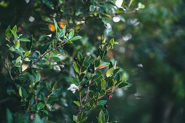 Frutos del árbol Arrayán