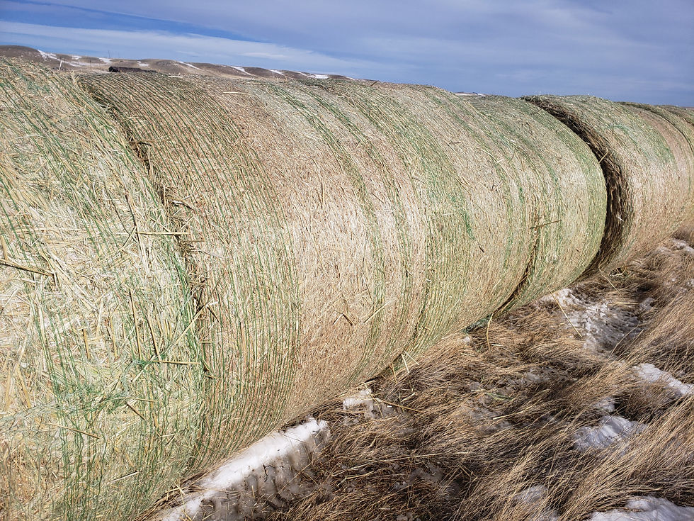 Thumbnail: 2021 Sorghum Hay