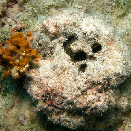 20,000 Species Under the Sea: Diving to New Depths for Anti-Cancer Compounds