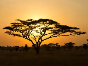 Africa’s population and economy are surging.