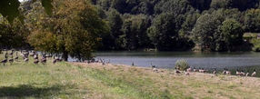 Des oies sauvages sur le chantier d'implantation