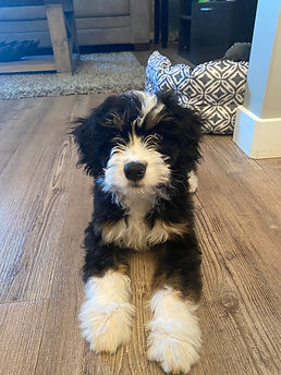 Mini Bernedoodle Puppy
