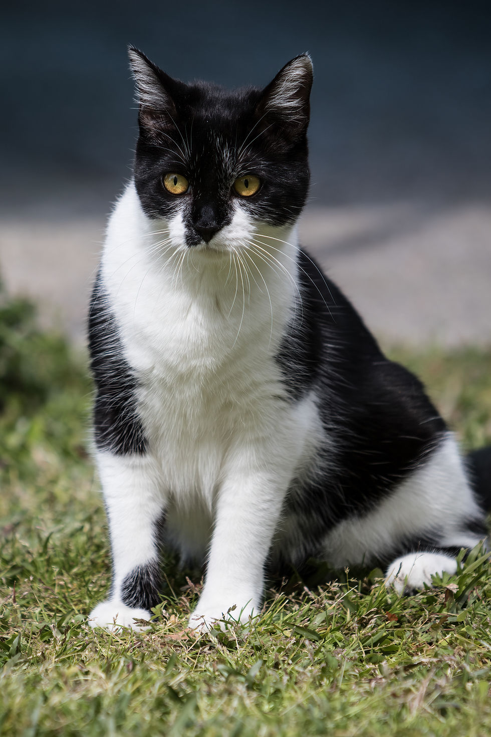 Oreo Portrait-1
