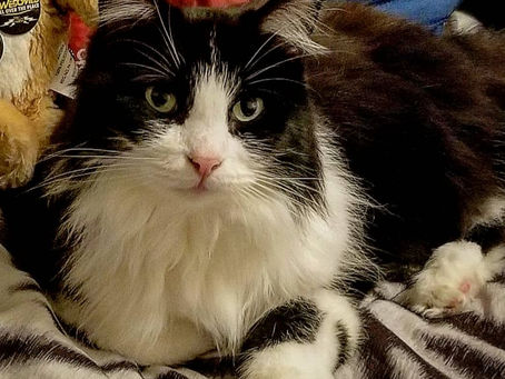 Best Cat Ever- Submitted to Chicken noodle soup for the soul. 