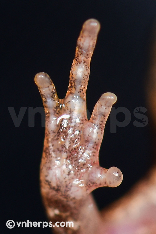 Microhyla fissipes (13).JPG