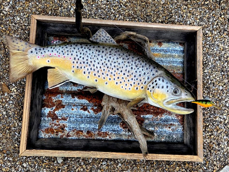 Gorgeous custom True Brown Trout replica
