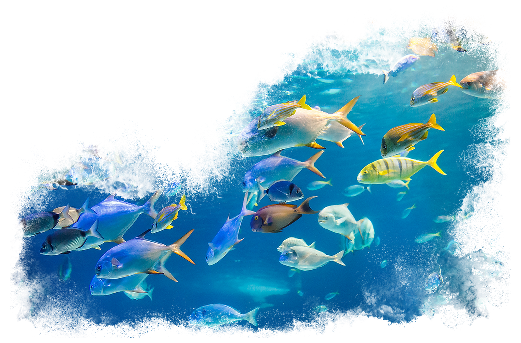 Fish-ID.png