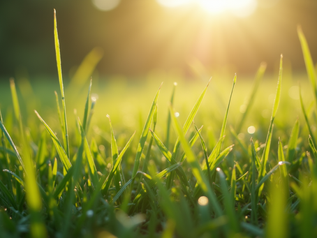 Rediscovering Grounding The Untold Benefits of Barefoot Connection with Nature for Nervous System and Emotional Wellness