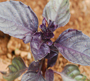 Red Basil