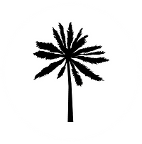 Silhoette of a palm tree