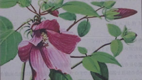 [2022年5月号]　本の広場「ドロバチのアオムシ狩り」