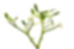 Urologicum - Zentrum für integrative Urologie