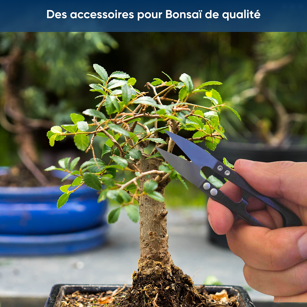 Miniature : Kit 5 Bonsai