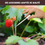 Miniature : TERRABOX 3 Fruitiers