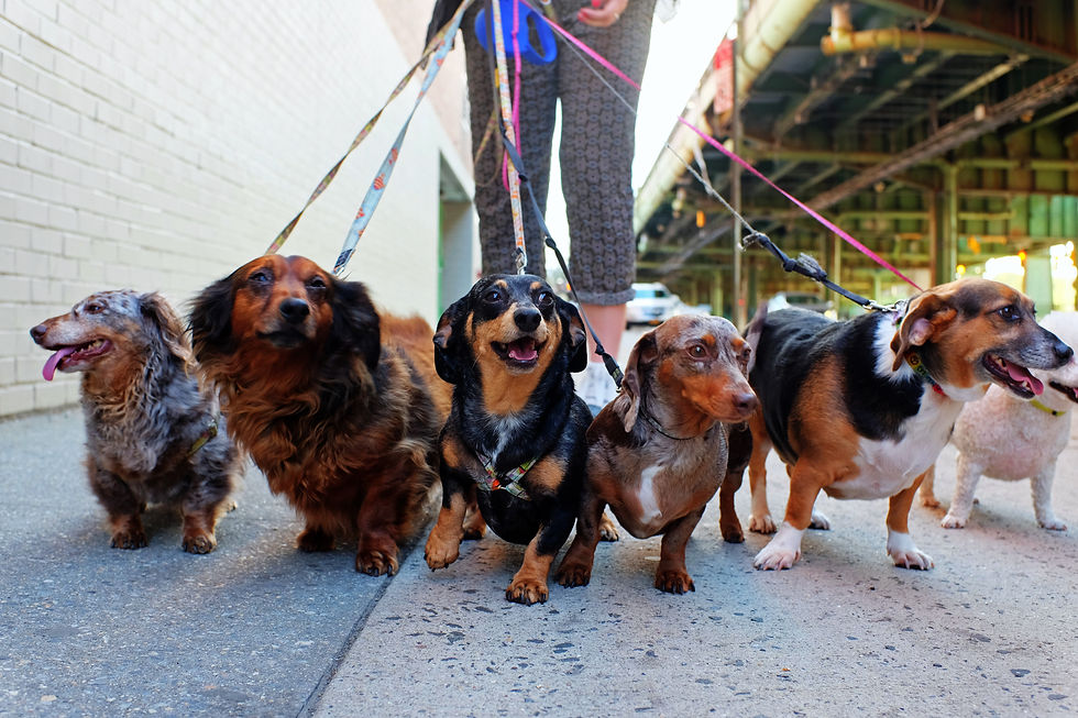 A dog's eye view of a group of dachshunds on a walk.