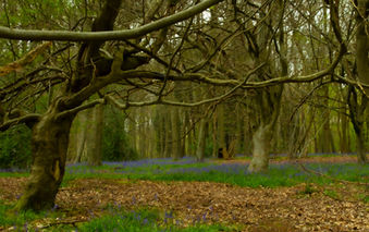 Landscape 1207