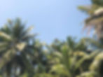 Palm trees in Sri Lanka