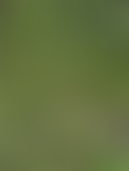 Coconut Tree Viewpoint & Siargao's Palm Tree Road 