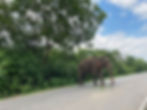 Elephant in Sri Lanka
