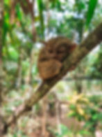 Tarsier, Bohol