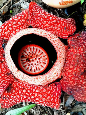 Planning A Trip To Borneo? What You Need To Know From Vaccinations To Visas