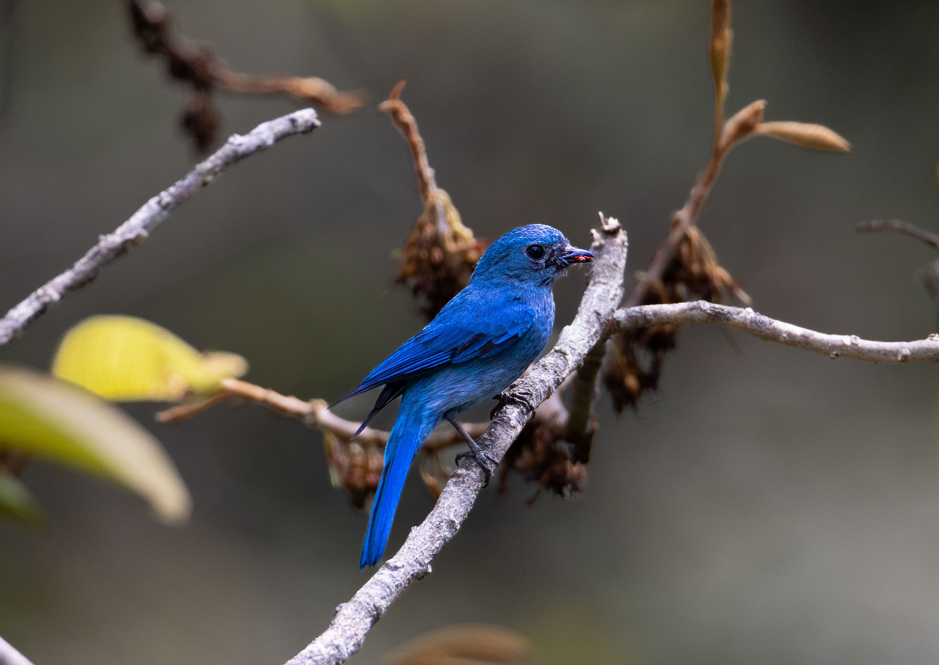 A beautifu shot of a bright blue bird sitting on a branch in Sepilok
