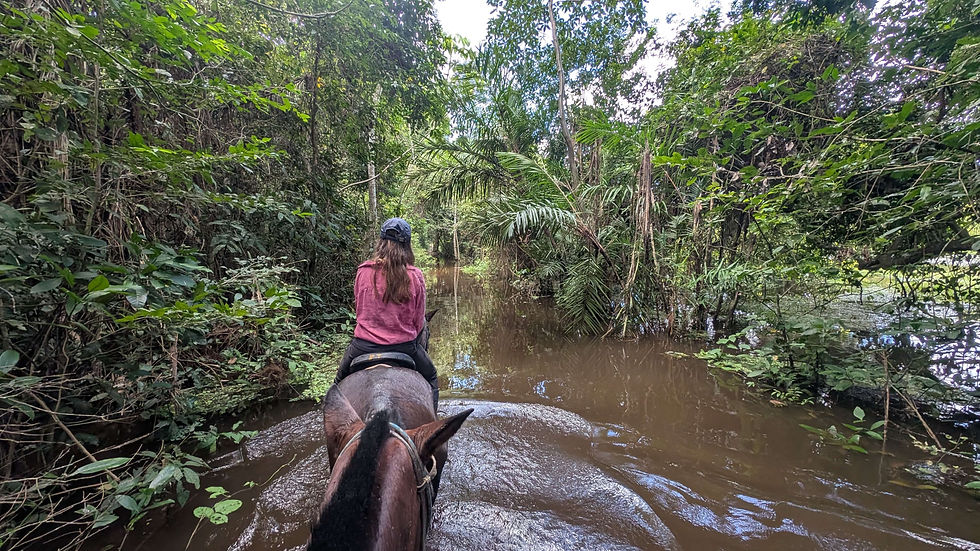 Horseback riding through the Amazon Rainforest in Bolivia 