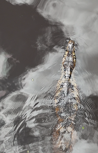 Caiman at Chuchini
