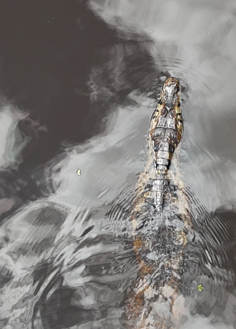 Caiman at Chuchini