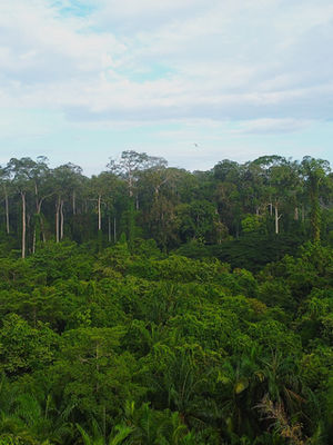 How To Get From Kota Kinabalu To Sepilok: By Bus, Plane Or Car 