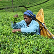 Tea Fields Nuwara Eliya